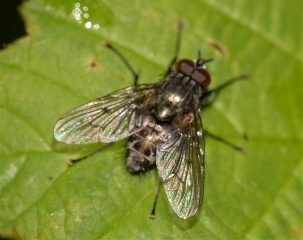 Muscidae: Helina evecta/annosa